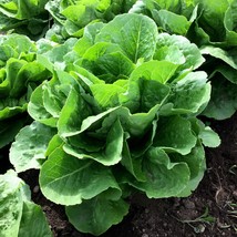 Parris Island Cos Romaine Lettuce Seeds, NON-GMO, Caesar Salad, Free Shipping - £1.33 GBP+