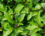 150 Anise Basil Seeds Non - Gmo Fresh Fast Shipping - $8.99