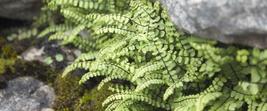 10 Maidenhair SPLEENWORT fern rhizome Asplenium platyneuron image 5