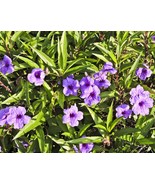 2 Starter Live Plant Mexican Petunia, Ruellia brittoniana - easy to grow - £14.32 GBP