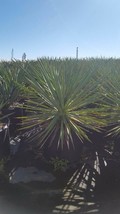Color Guard Yucca 3 gal  Hedge Shrub Evergreen Plant Landscape Shrubs Tree - £61.99 GBP