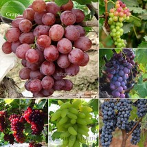 Mixed 6 Varieties Of Grape Seeds 15 Seeds Vinifera Fruit Ts248T New Fresh Seeds  - £9.95 GBP