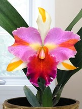 HSeeds 15+ Seeds Rlc. Orchid Amazing Thailand  House Plant  Garden Flowers - £5.37 GBP