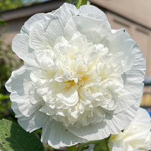 KKG Chaters Double White Hollyhock Seeds 5 Double White Flower Fresh Garden - $7.89
