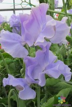 PPA 50+ Charlie&#39;S Angel Sweet Pea Seeds For Garden Planting - USA  - $7.12