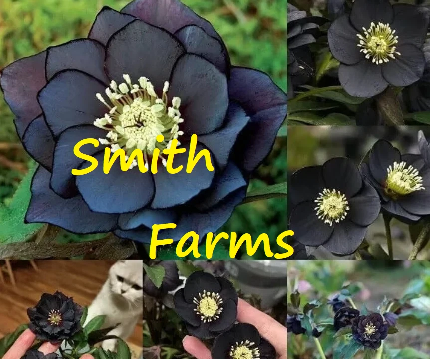 25+ Seeds Midnight Black Hellebore Rose Flowers Planting Garden - $11.39