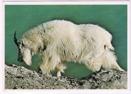 Postcard Rocky Mountain Goat Canadian Rockies - £2.95 GBP