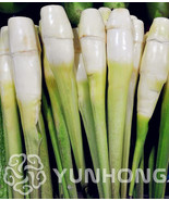 100Pcs Zizania Latifolia Seeds Aquatic Vegetables Planting Seasons Sprouting 95% - $6.58