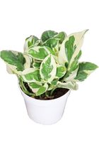 4&quot; pot LIVE Pearls and Jade Pothos, Variegated house plant, trailing plant - $43.98