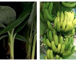 Banana Tree - Grand Nain Banana Plant - 4 -6&quot; without pot - $36.93