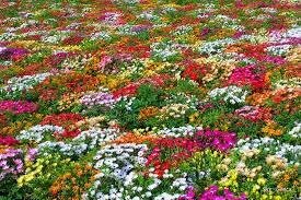 Livingstone Daisy mix,417,Dorotheanthus bellidiformis,gardening, flowers seeds,  Item image 4