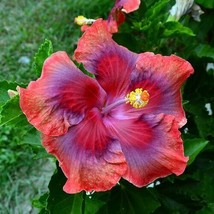 Grow In US 20 Red Orange Pink Hibiscus Seeds Flowers Flower Seed Perennial Bloom - £8.85 GBP