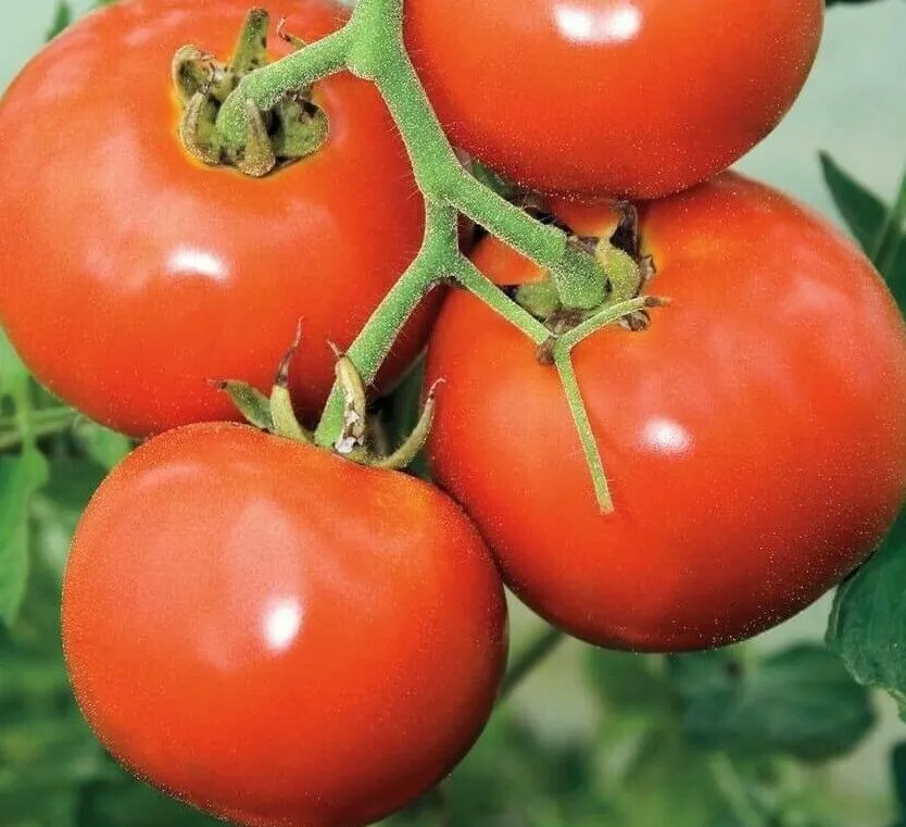 AW 50 Seeds Manitoba Tomato Determinate Short Season Vegetables - $9.00