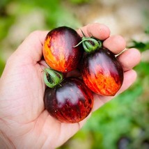 Heirloom Tomato Gargamel Seeds (Pack of 5) - Grow Your Own Unique Tomatoes, Idea - £5.61 GBP