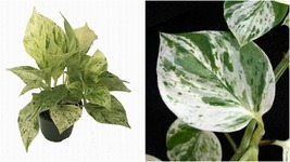 4&quot; Pot Plant Epipremnum Marble Queen Devil&#39;s Ivy Pothos Easy to Grow Live Plant - £37.07 GBP