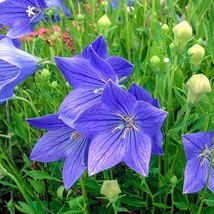 Balloon Flower 20 Fresh Flower Seeds - £6.31 GBP