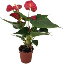 3&quot; Pot Anthuriums Red Deep Bloomings Miniature Very Easy Grow Indoors Li... - £33.22 GBP
