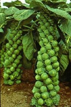 400 Catskill Brussel Sprout Sprouts Brassica Oleracea Vegetable Seeds - £4.98 GBP
