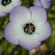 Bird&#39;s Eye Gilia Tricolor 100+ Seeds Organic, Beautiful Delicate Lavender Blooms - £2.35 GBP