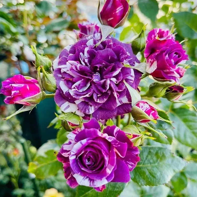 20++ Fragrance Purple White Rose Seeds for Garden and Planting - €2,60 EUR