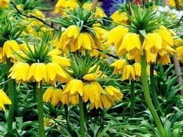 Yellow Imperial Crown bonsais Fritillaria imperialis Lutea Flowers, 20 Seeds D - £11.36 GBP