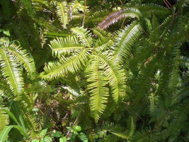 Dicranopteris dichotoma  fern - $1.85