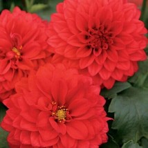 SR12Store 25 Grande Topia Dahlia Perennial Flowers Seeds Flowering Bloom 1119 Se - £6.64 GBP