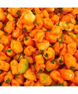 MX Habanero Pepper Seeds Orange Non GMO Extremely Spicy Bulk Seed - $185.09 MXN