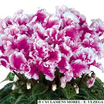 15 Seeds Cyclamen Halios Select Friola Purple Light Cyclamen Seeds - £29.38 GBP