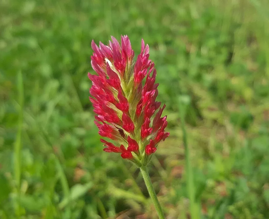 PSStore 1200 Clover Crimson Red Flower Food Heirloom Non-Gmo Vegetable Seeds - £7.47 GBP