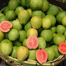 30 Pink Guava Seeds Psidium Guajava Fresh Seeds Fast Shipping - £11.01 GBP