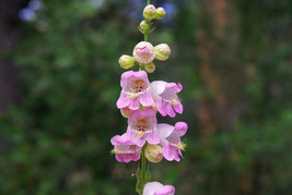 USA Non GMO Penstemon Palmer Pink Flower Perennial Drought Tolerant 120 Seeds - £6.38 GBP