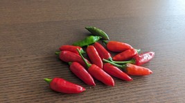 SEEDS- CALABRIAN Pepper Italian Calabrese Spicy Peperoncino piccante - $2.74+