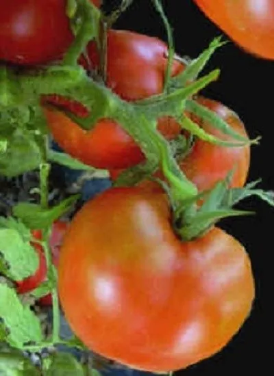 100 Tomato Seeds Arkansas Traveler Seeds - £9.02 GBP