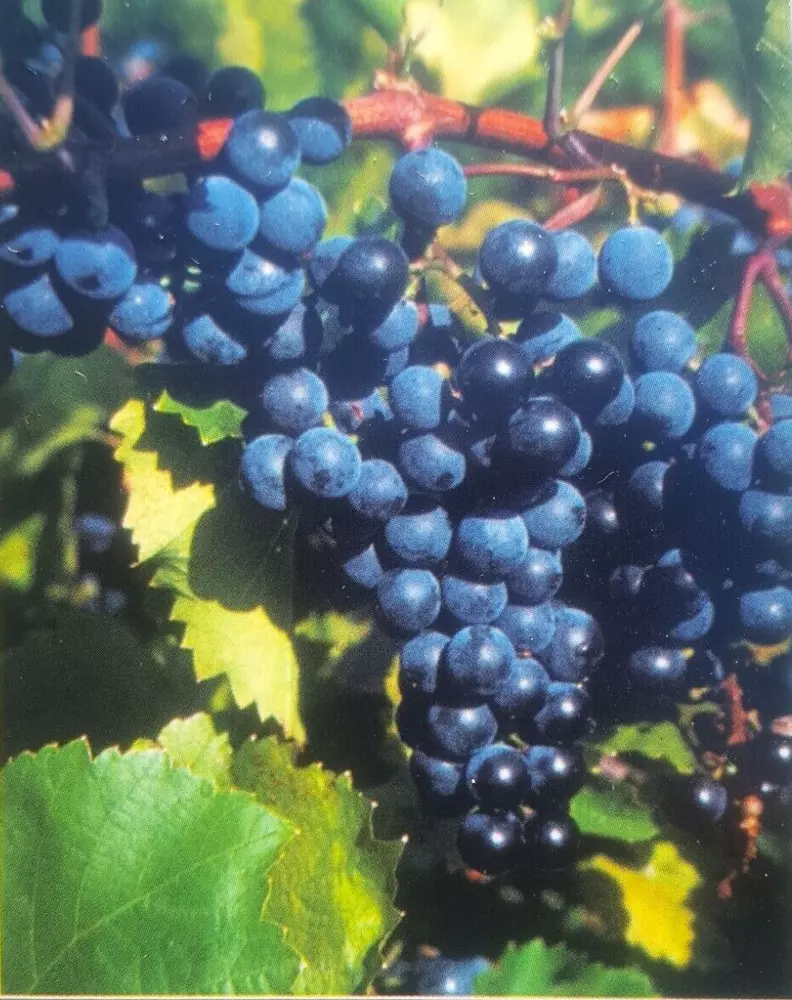 Concord Grape Vine 2 Gal. Plant Vines Vineyard Plants Healthy Grapes Free Recipe - £65.13 GBP