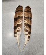 CE32 Real Pair Black Sparrowhawk (Accipiter melanoleucus) Tail Feather - £54.42 GBP