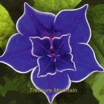 20 Blue Picotee Morning Glory Gardening - $5.22