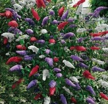 Butterfly Bush Mixed Colors 200 Seeds Buddleia DavidiiFrom US  - $8.35