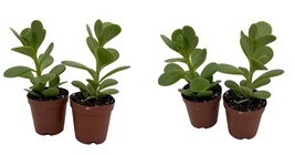 Senecio jacobsenii - Trailing Jade Plant - 2 Pack in 2&quot; Pots - Easy House Plant - £24.68 GBP