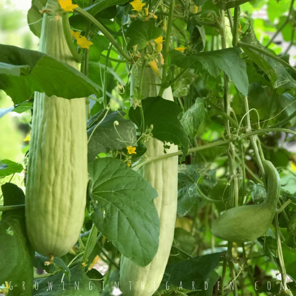 SYST 30 Seeds Armenian Cucumber Metki Pale White Serpent Catalog Home Ga... - £7.07 GBP