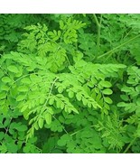 Daun Kelor Moringa oleifera (Powder Leaf), 80 Gram - $22.94