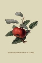 Devonshire Quarenden or Sack Apple by William Hooker #2 - Art Print - £17.63 GBP+