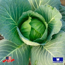 Cabbage Seeds Early Jersey Wakefield Nongmo Heirloom Vegetable Garden Us Seller - $3.78