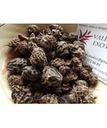 Large Black Tigernut - Ground Almond - Chufa - 5+ tubers - T 009 - £1.58 GBP