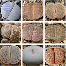 BELLFARM Mixed 9 Types of Lithops pseudotruncatella Seeds 10 seeds professional  - $7.77