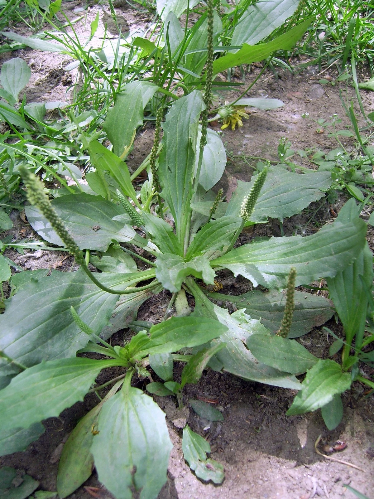 1000 Chinese Plantain - Plantago asiatica - Medicinal - $2.30