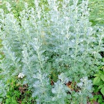 2000+ Wormwood Absinthe Seeds Spring Perennial Mosquito Pests Deer Repellent  - £7.17 GBP