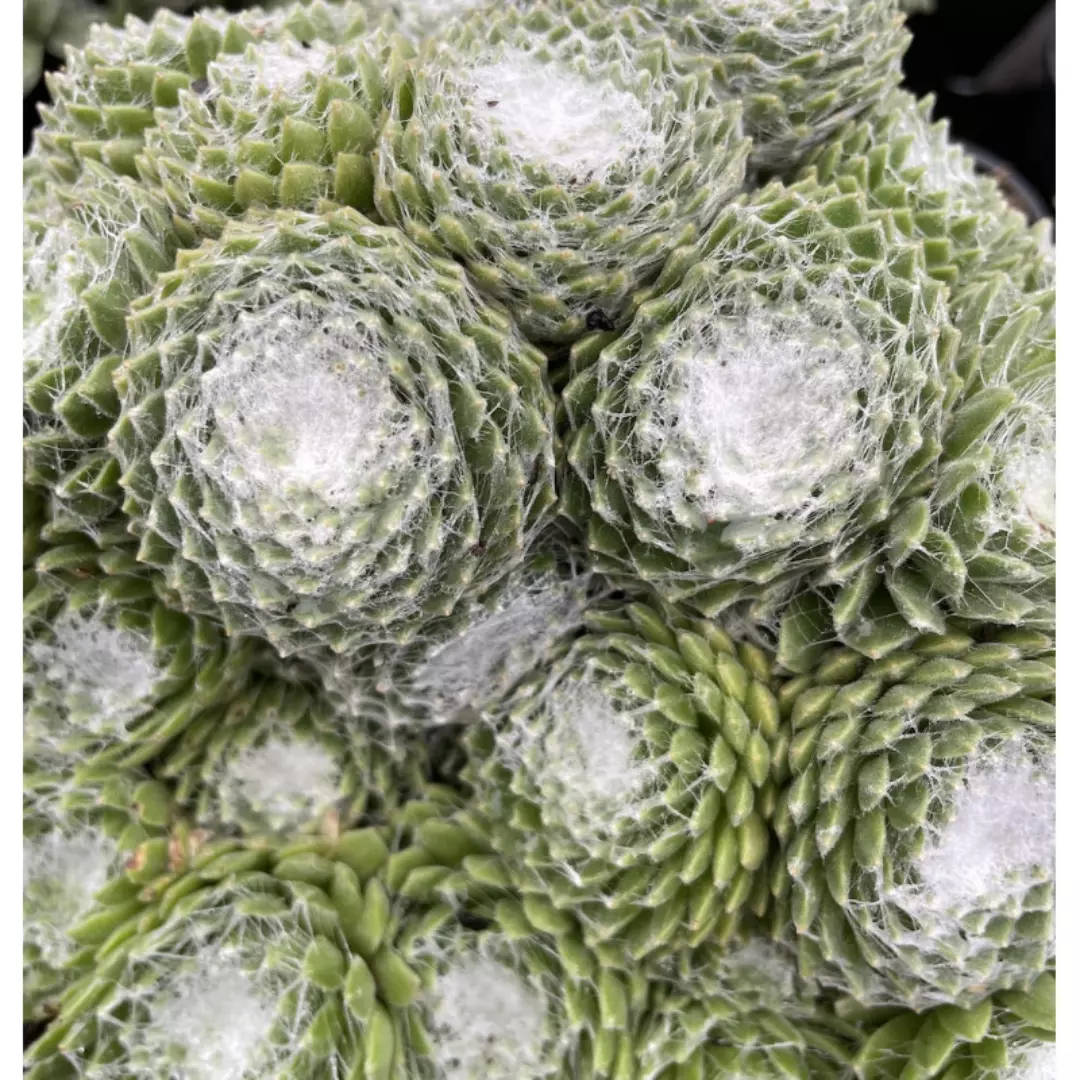 Arctic White Sempervivum Plant Plug (Sempervivum arachnoideum &#39;Colorockz... - $19.15