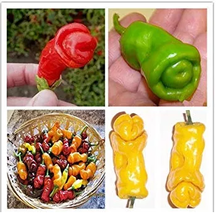 ADB Inc Penis Chill Red Hot Peter Pepper Seeds 200pcs Vegetables &amp; Fruit... - £9.14 GBP