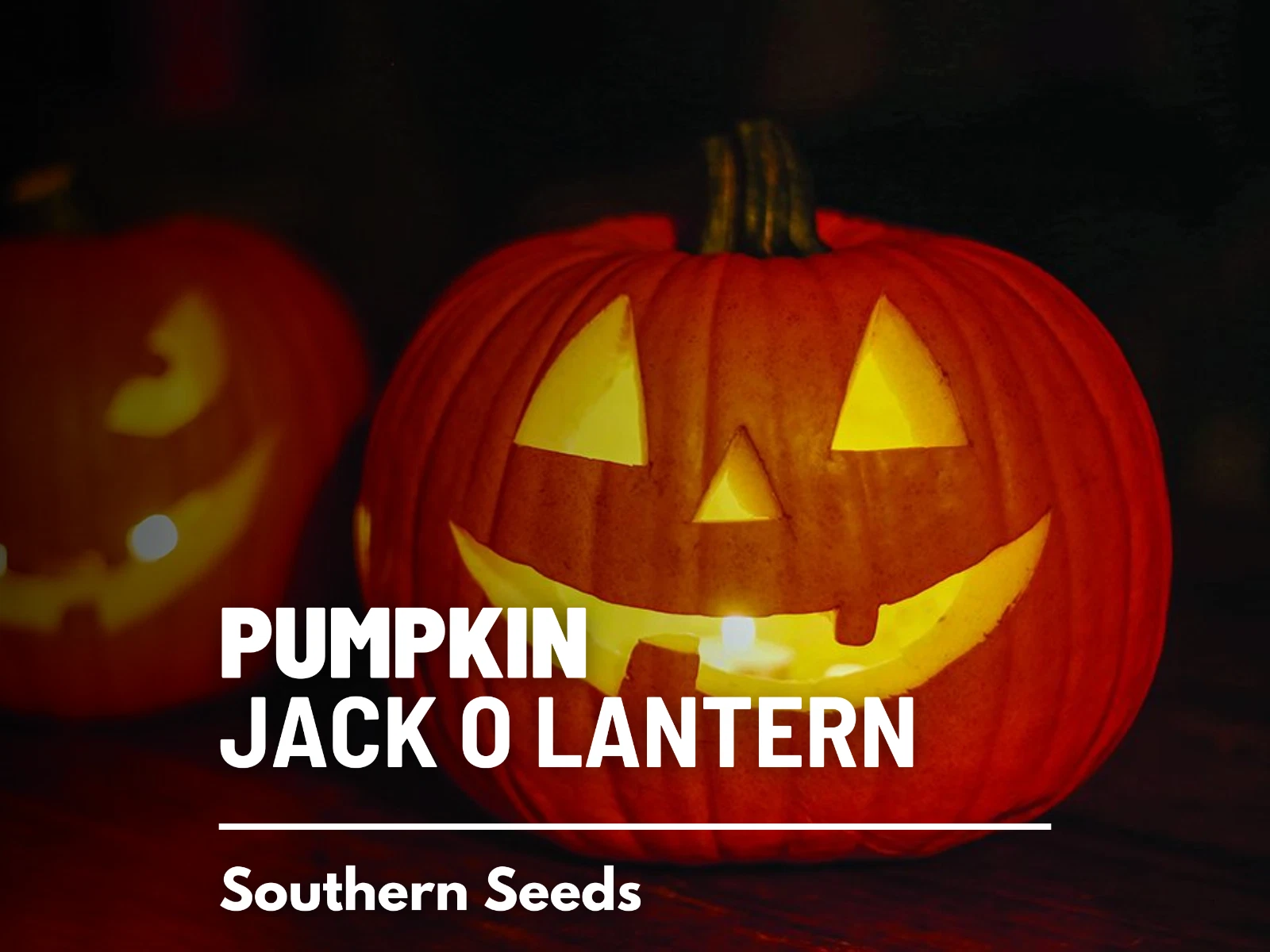 Pumpkin, Jack O&#39;Lantern seeds - Heirloom Vegetable (Cucurbita pepo) - Cl... - $10.37